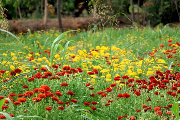 Die Rote Ringelblume Tagetes War Den Azteken Eine Heilige Blume — Stockfoto