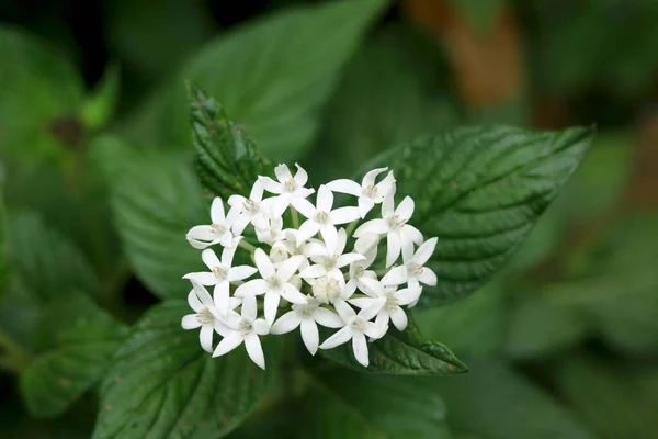 Λευκό Πεντάς Γνωστό Σύμπλεγμα Αστεριών Και Λουλούδι Αστεριών Ονομάζονται Έτσι — Φωτογραφία Αρχείου