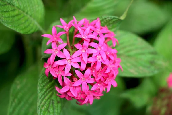 Pink Pentas Conocido Como Cúmulo Estelar Flor Estelar Llevan Nombre — Foto de Stock