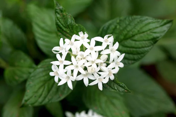 Bílé Pentas Známé Jako Hvězdokupa Hvězdný Květ Jsou Tak Pojmenovány Stock Snímky