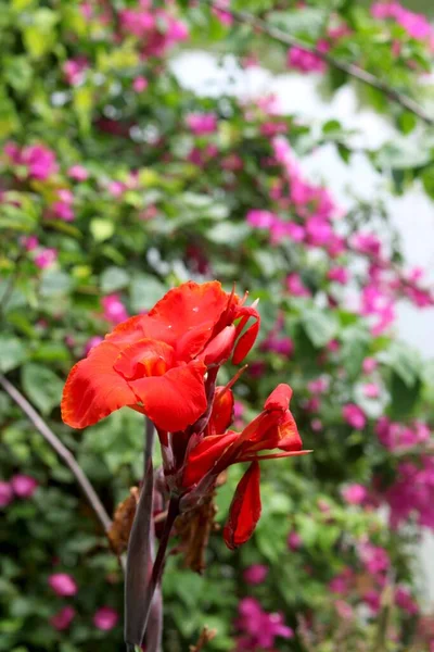 Canna Plants Have Large Foliage Blur Background — Fotografia de Stock