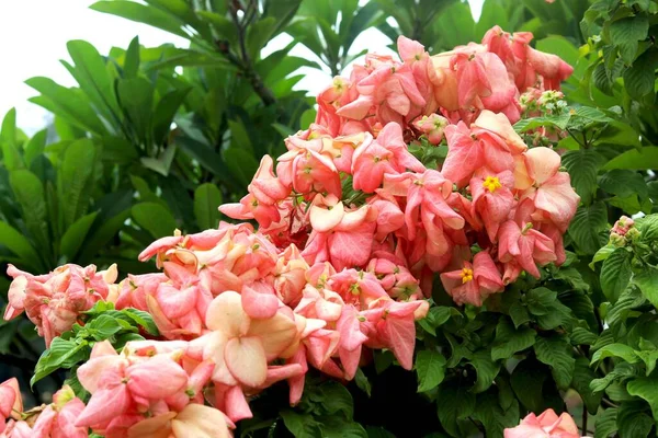 Εικόνα Του Ροζ Λουλουδιού Mussaenda Philippica Royalty Free Εικόνες Αρχείου