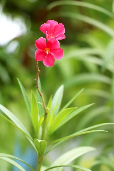 Portrait View Pink Flower Blur Background — Stock Photo, Image