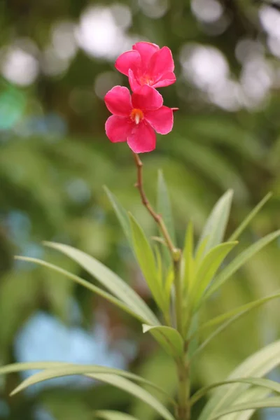 Portre Görünümü Arka Planı Bulanık Pembe Çiçek — Stok fotoğraf