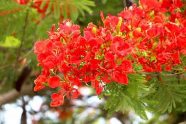 Delonix regia, çiçekli bir bitki türüdür.