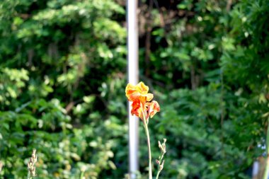 Canna Bitkilerinin arka planı geniş bulanık