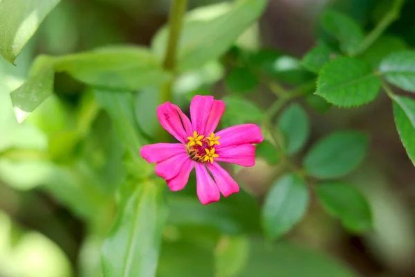 Portraitansicht Rosa Zinnien Mit Schmalen Blättern Und Unscharfem Hintergrund — Stockfoto