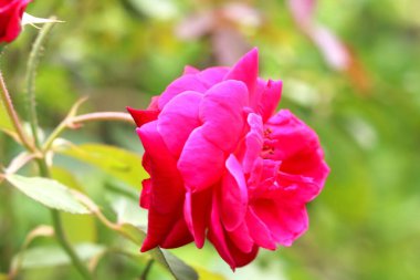 Hindistan 'ın pembe gülü - Görüntü