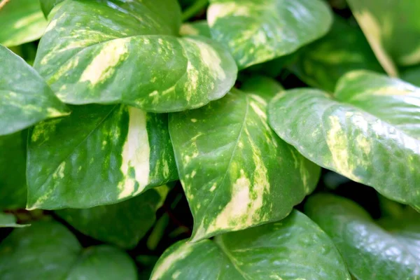 Potret Tampilan Uang Tanaman Daun — Stok Foto