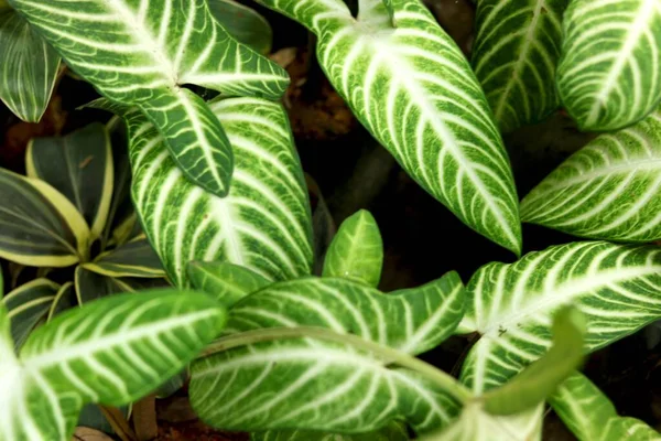 Patriot View Green Leaf Plant — Stock Photo, Image