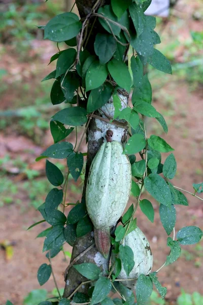 코코아 열매의 — 스톡 사진