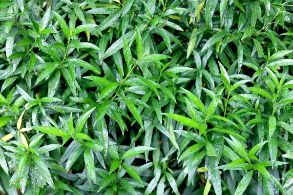 Patriot View Green Leaf Plant — Stock Photo, Image