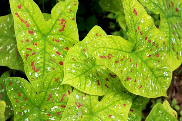 Pontos Brancos Vermelhos Cor Projetam Naturalmente Folha Verde Grande — Fotografia de Stock