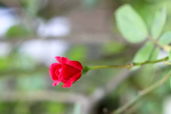 Red Rose Bud Imagen — Foto de Stock