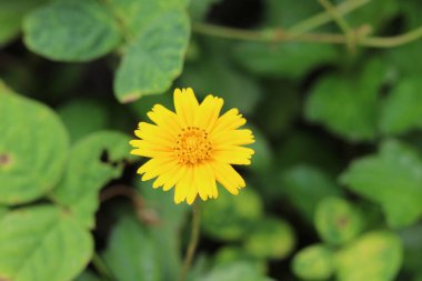 Bahçedeki küçük sarı çiçeğin portre görüntüsü