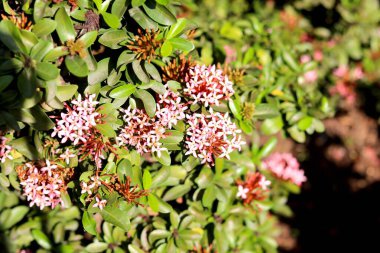 Pembe yıldız şeklindeki çiçeğin portre görüntüsü