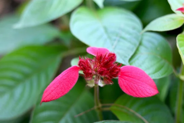 Retrato Vista Brote Madera Perro Tropical Rojo — Foto de Stock