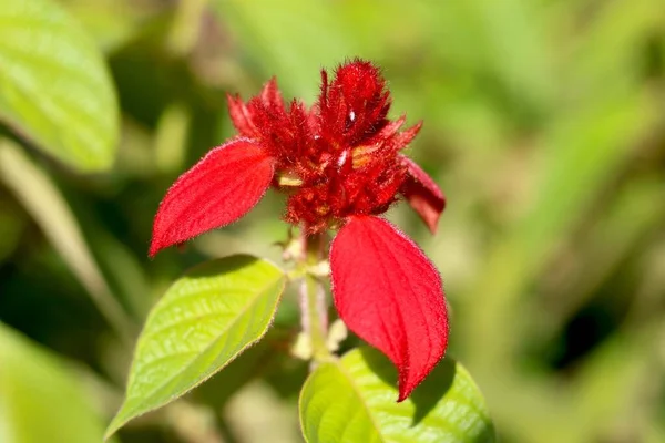 Portret Uitzicht Van Red Tropische Dogwood Knop — Stockfoto