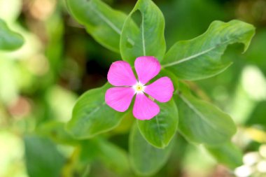 Pembe Vinca çiçeğinin portre görüntüsü