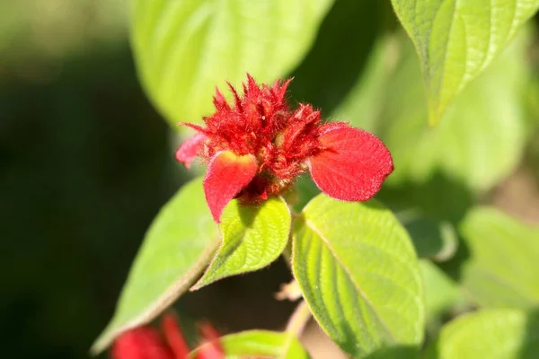 Potret Pemandangan Red Tropical Dogwood Bud — Stok Foto