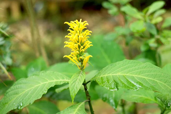 花园里黄色小花的肖像画 — 图库照片