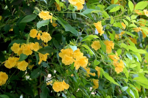 Portrét Pohled Malou Žlutou Květinku Zahradě — Stock fotografie