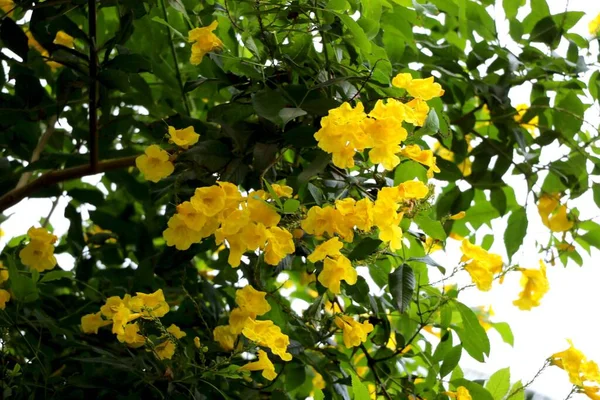 Portrait View Small Yellow Flower Garden — Stock Photo, Image