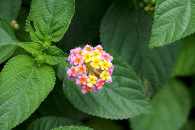 Hindistan 'da yaygın olarak bulunan bir çiçek (orman))