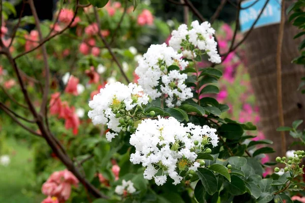 Portrait View White Glowing Flower — Stock Photo, Image