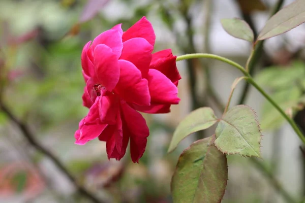 Różowa Róża Indyjska Obraz — Zdjęcie stockowe