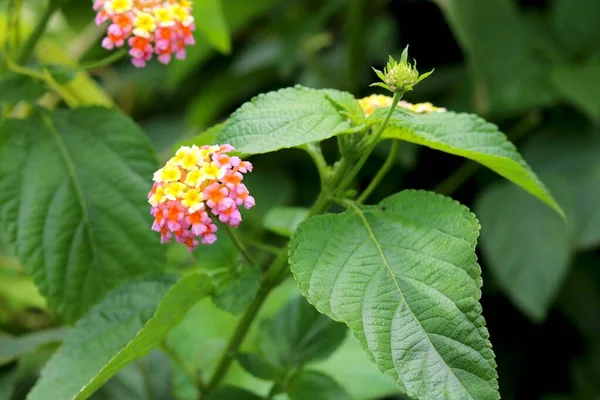 Běžně Nalezené Květiny Indii Džungle — Stock fotografie