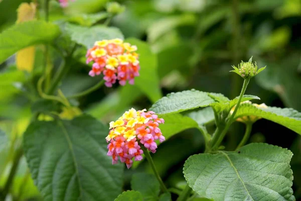 Flores Comúnmente Encontradas India Selva — Foto de Stock