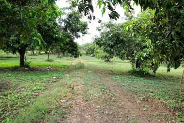 Mango çiftliğinin manzara görüntüsü - Görüntü