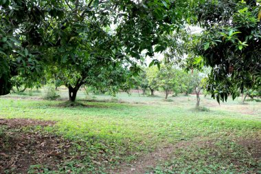 Mango çiftliğinin manzara görüntüsü - Görüntü