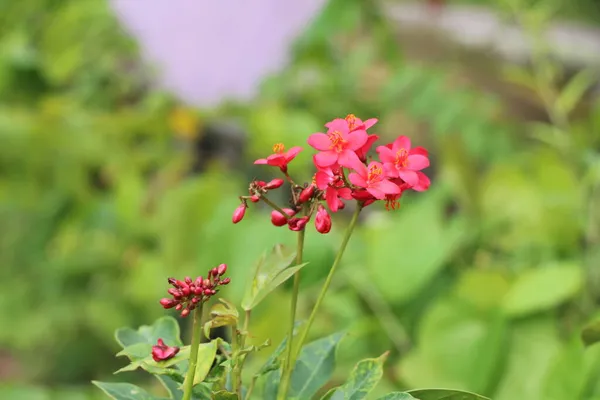 Portret Widok Mały Czerwony Kwiat Ogrodzie Rozmytym Tle — Zdjęcie stockowe