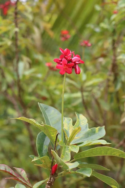 Πορτρέτο Άποψη Του Μικρού Κόκκινου Λουλουδιού Στον Κήπο Φόντο Θαμπάδα — Φωτογραφία Αρχείου
