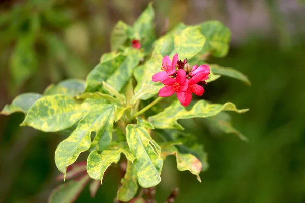 Retrato Una Pequeña Flor Roja Jardín Con Fondo Borroso — Foto de Stock