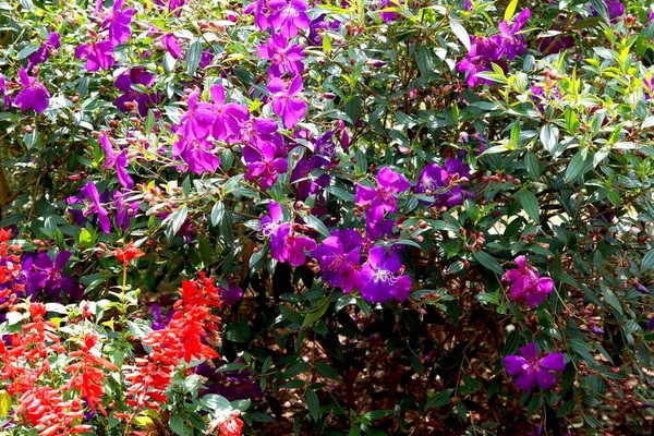 Blick Auf Tibouchina Blume Mit Wassertropfen Darauf — Stockfoto