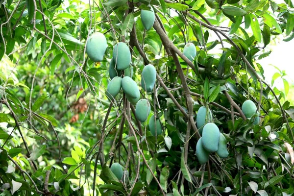 Zöld Mangó Egy Fán Trópusi Gyümölcs — Stock Fotó