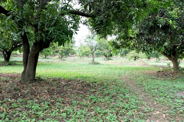 Krajina Pohled Mango Farmě Obrázek — Stock fotografie