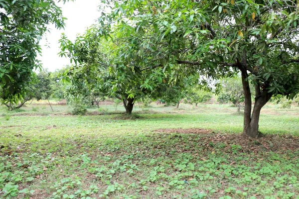 Landschaft Ansicht Der Mango Farm Bild — Stockfoto