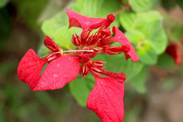 Potret Pemandangan Red Tropical Dogwood Bud — Stok Foto
