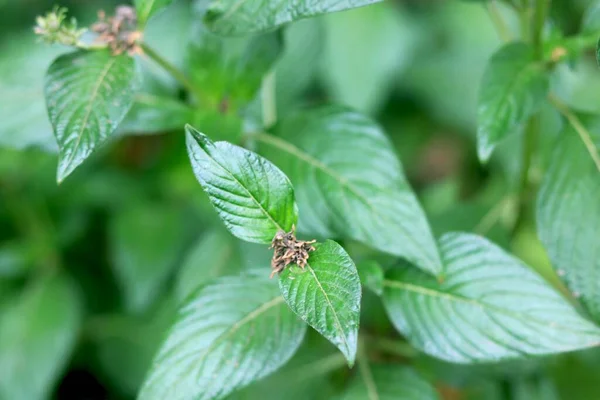 Patriot View Green Leaf Plant — Stock Photo, Image