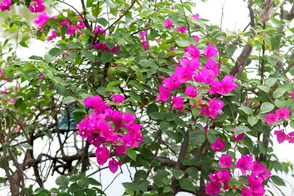 Vista Retrato Belas Flores Rosa — Fotografia de Stock
