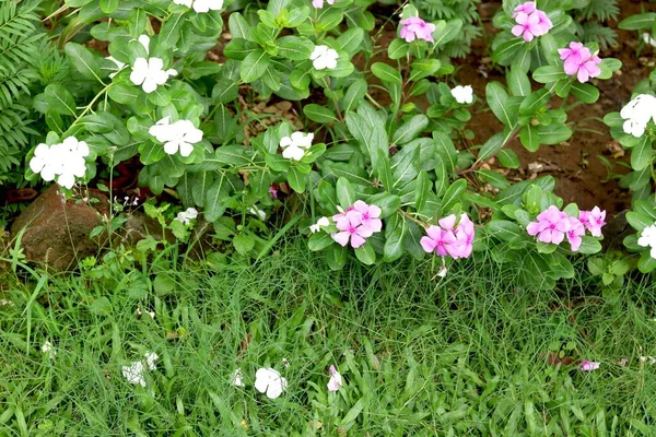 Widok Różowy Kwiat Vinca — Zdjęcie stockowe