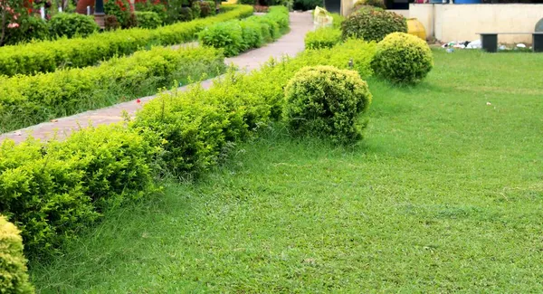 Pequeño Árbol Decoración Jardín — Foto de Stock