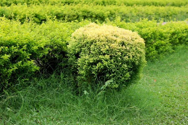 Kleiner Zierbaum Garten — Stockfoto