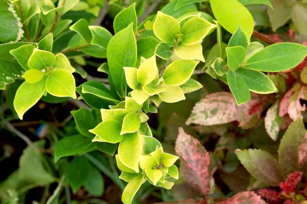 Groene Bladachtige Plant Algemeen Gevonden India — Stockfoto