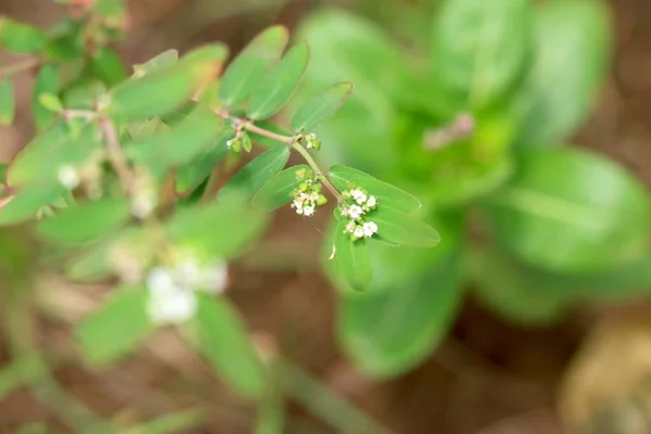 Potrait View Small Small Flower Leaf Plant — Stok Foto