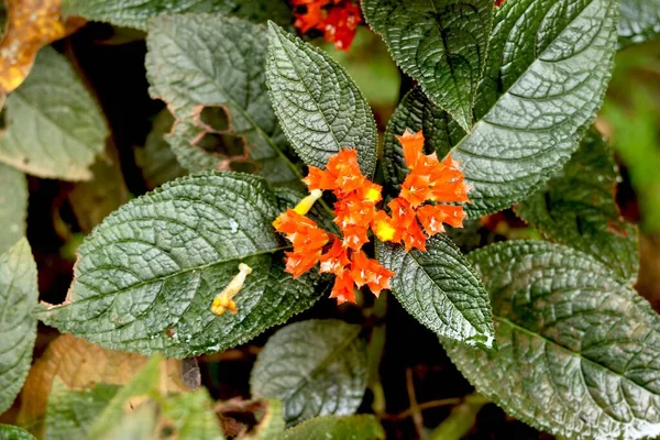 Προσωπογραφία Του Μικρού Μικροσκοπικού Λουλουδιού Και Του Μεγάλου Φυτού Φύλλων — Φωτογραφία Αρχείου